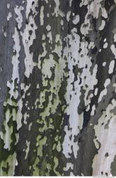 Tree Bark